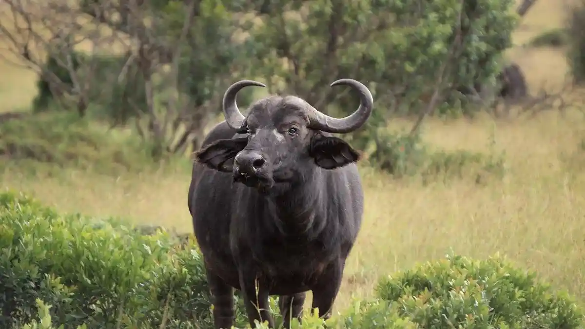 8 Arti Mimpi Dikejar Kerbau, Banyak Mengarah ke Hal Negatif, Bisa Jadi Pertanda Masalah dalam Hidup
