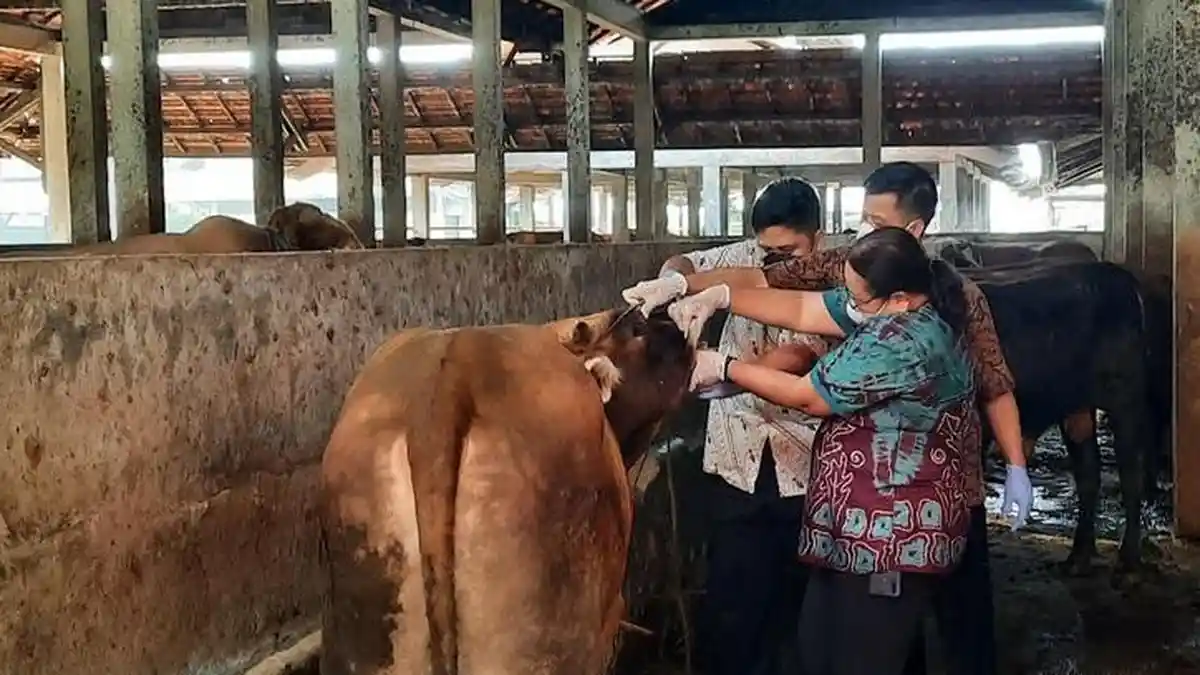 Apakah PMK Sudah Masuk Semarang?