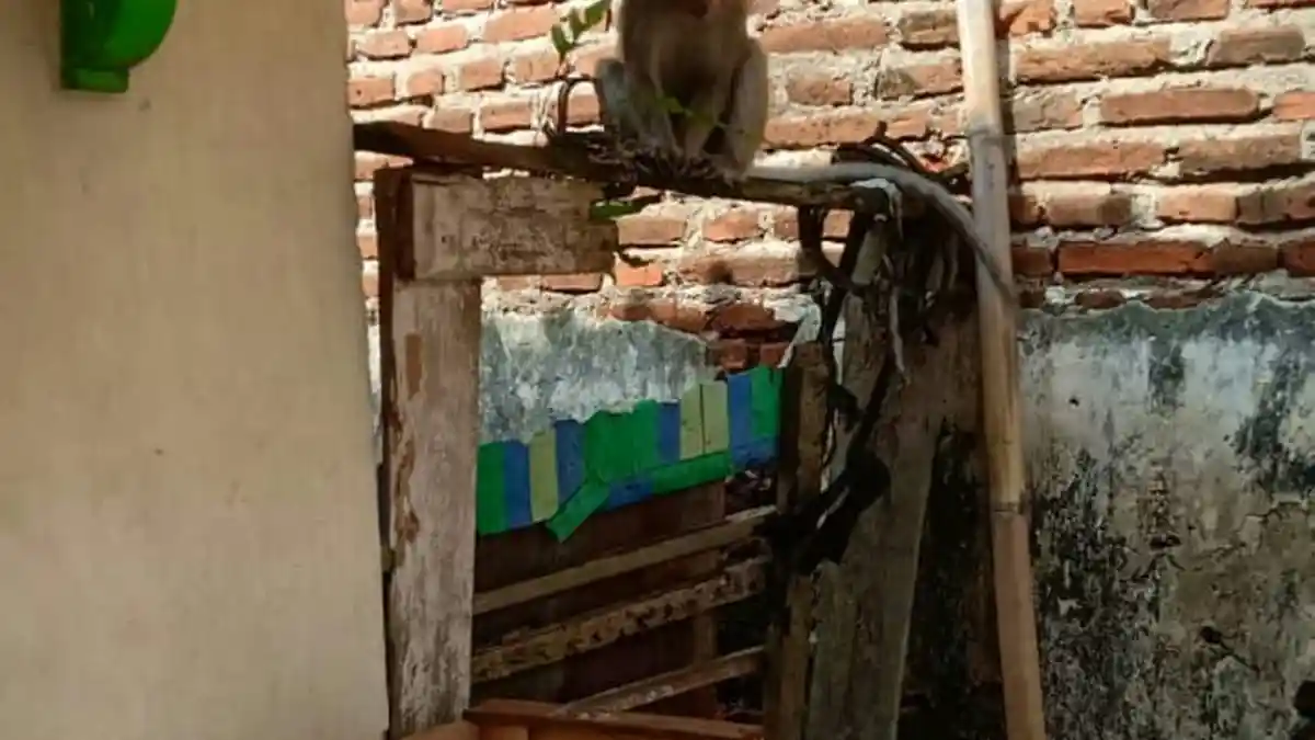 Warga Desa Srengseng Geger, Gerombolan Monyet Liar Masuk Pemukiman