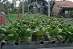 Kelompok Wanita Tani Kampung Mancing Panen Sayur Organik di Lahan Tidur