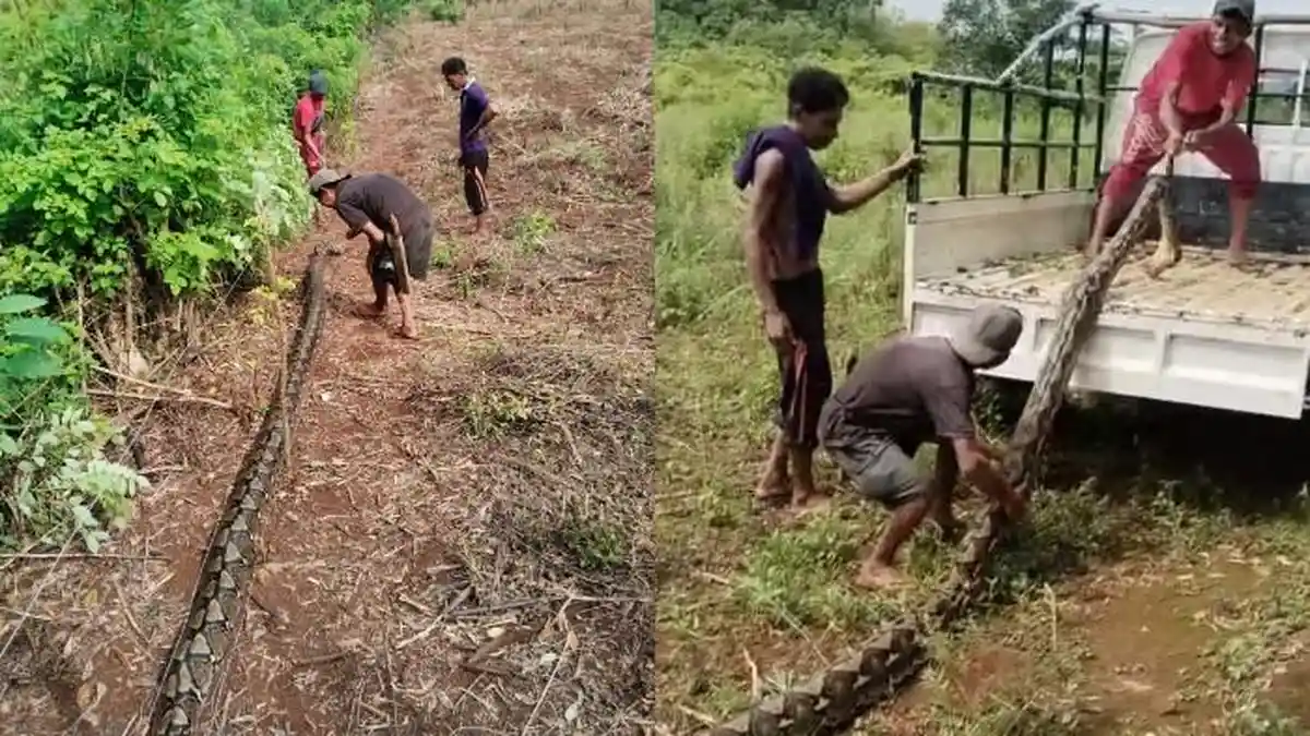 Viral Petani Desa Lindo Muna Barat Sulawesi Tenggara Temukan Ular Piton 7 Meter di Pagar Kebunnya