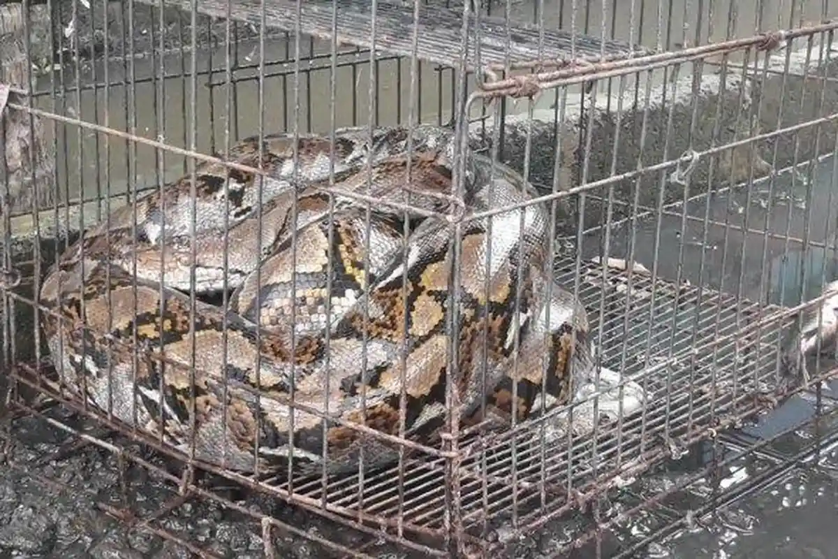 Pertarungan Maman dengan Ular Sanca 3 Meter Saat Banjir, Tangannya Digigit hingga Harus Dijahit