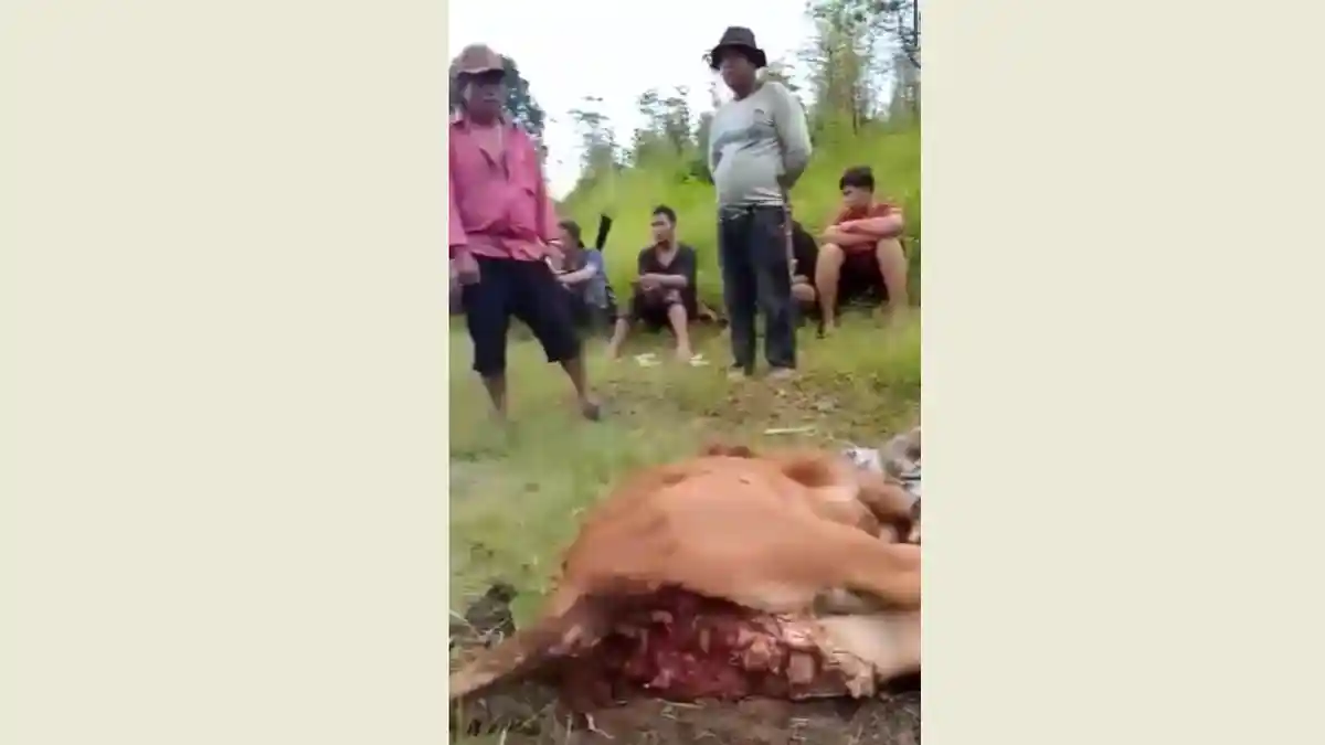 Warga Desa Mardinding Karo Heboh, Harimau Sumatera Dikabarkan Terkam Sapi