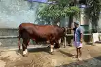 Mengenal Sontrot, Sapi Berbobot 1,50 Ton Dipilih Jadi Kurban Presiden Prabowo
