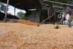 Jagung Hibrida
