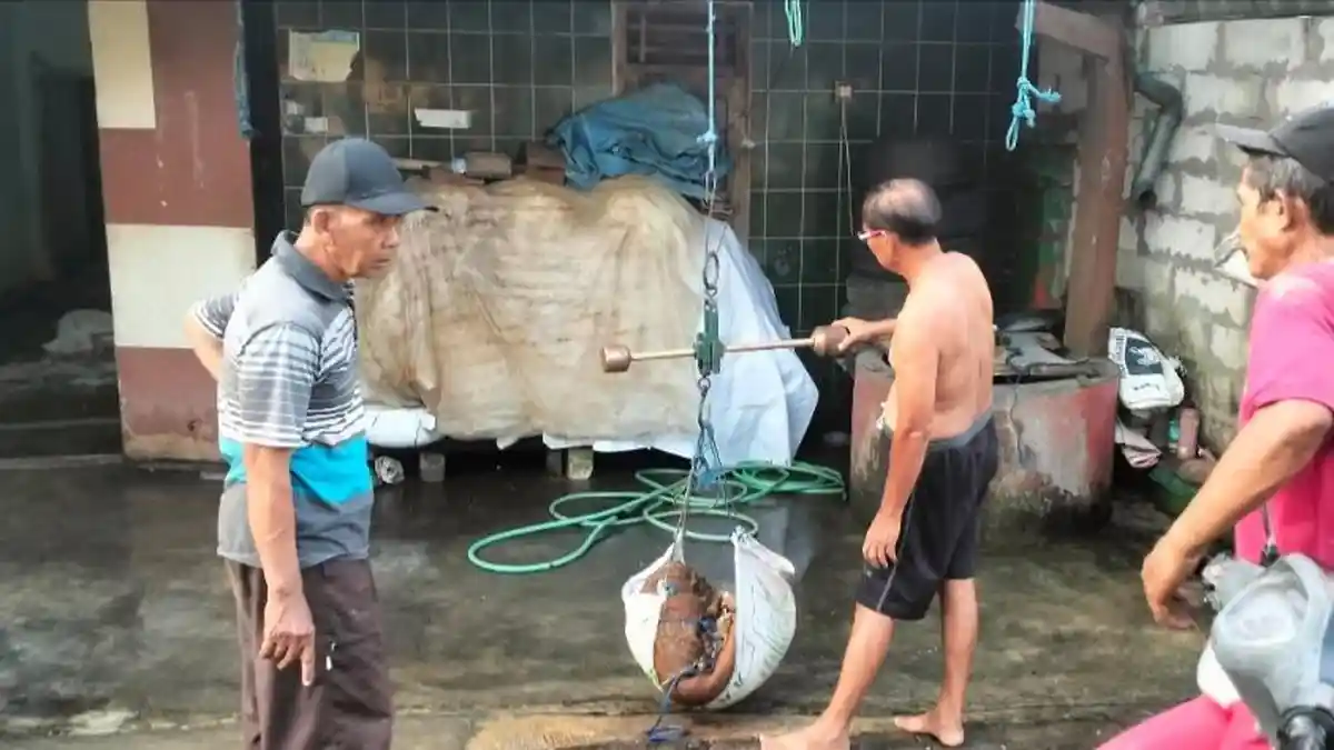 Kulit Kambing dan Sapi Kurban Ternyata Laku Dijual, Sekilo Dihargai Rp 8 Ribu