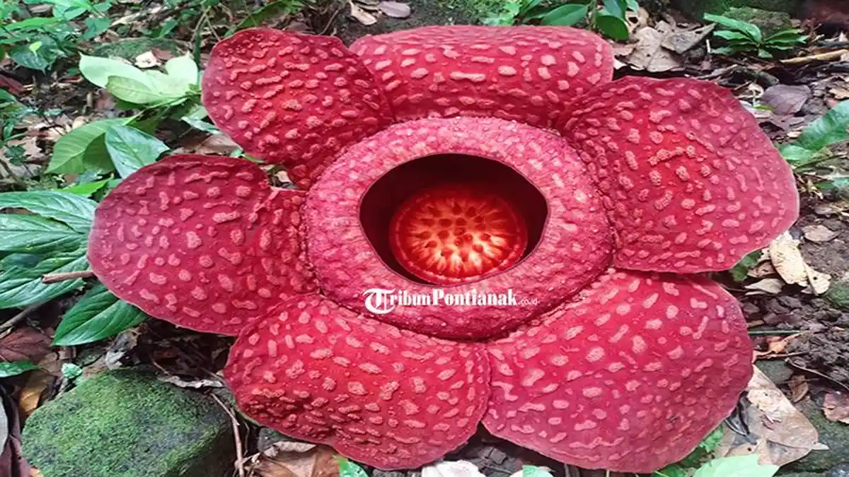 Pesona Rafflesia Arnoldii di Gunung Poteng, Sang Bunga Raksasa yang Dilindungi