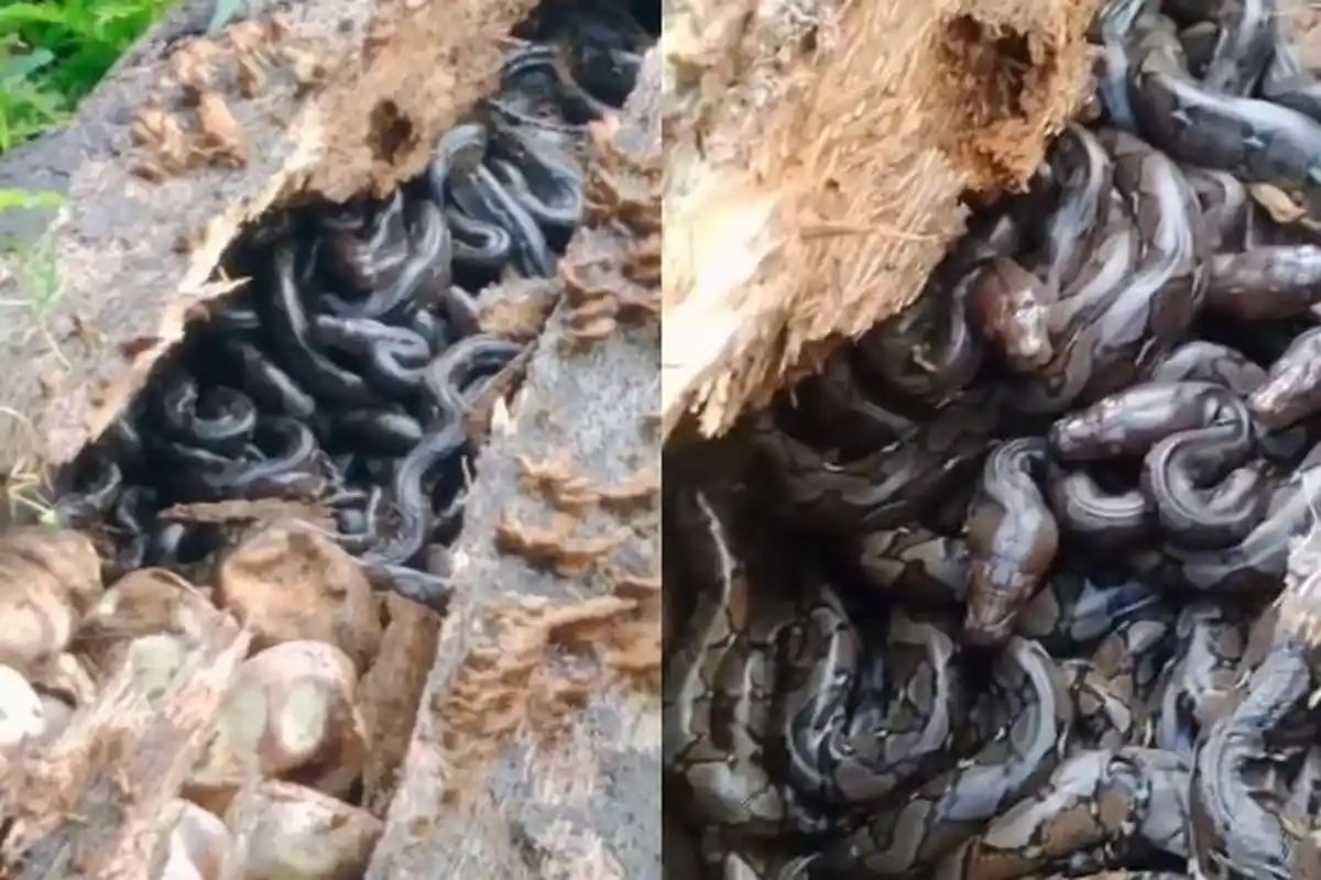 Viral Penemuan Sarang Ratusan Ular Dalam Batang Pohon Sawit di Sambas, Isi Telur Bikin Merinding