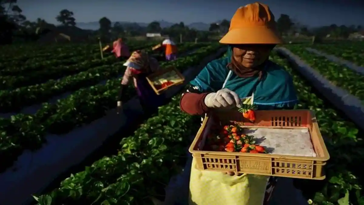 Bisnis UMKM Tetap Melaju dan Tangguh Di Tengah Kekhawatiran Resesi