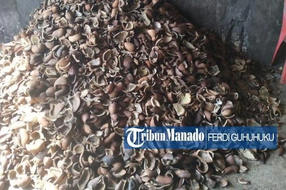 Harga Kopra di Manado Anjlok Rabu 5 November 2025, Bikin Petani Mengeluh