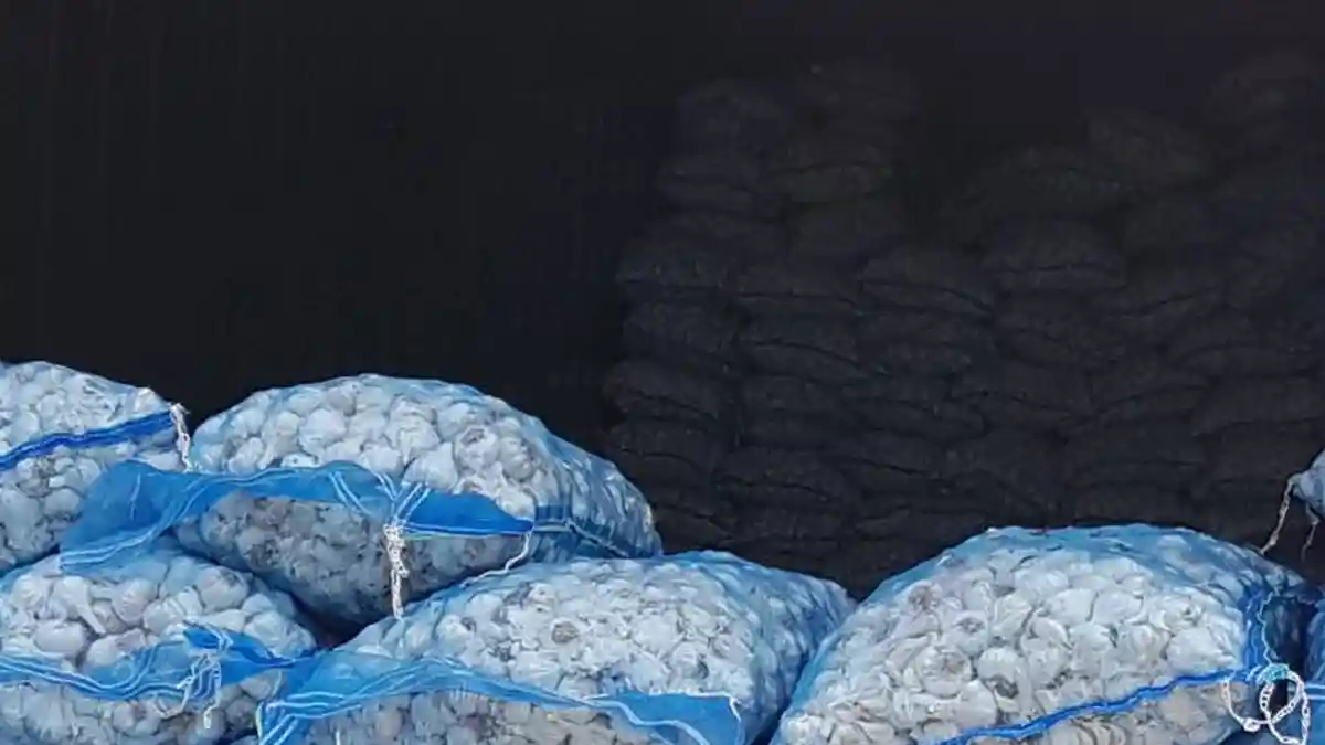 Gudang Penimbunan Bawang Putih dan Cabai di Medan Digerebek Polisi