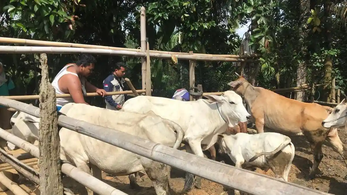 Modus Bantuan Ternak Rp210 Juta, Kelompok Tani di Tebo Jambi Jadi Korban Penipuan