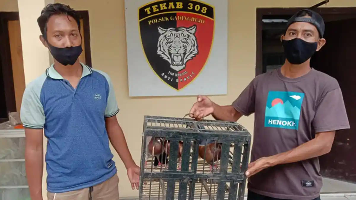 Warga Pringsewu Nekat Curi 5 Ekor Merpati karena Tak Punya Ongkos Naik Angkutan Umum