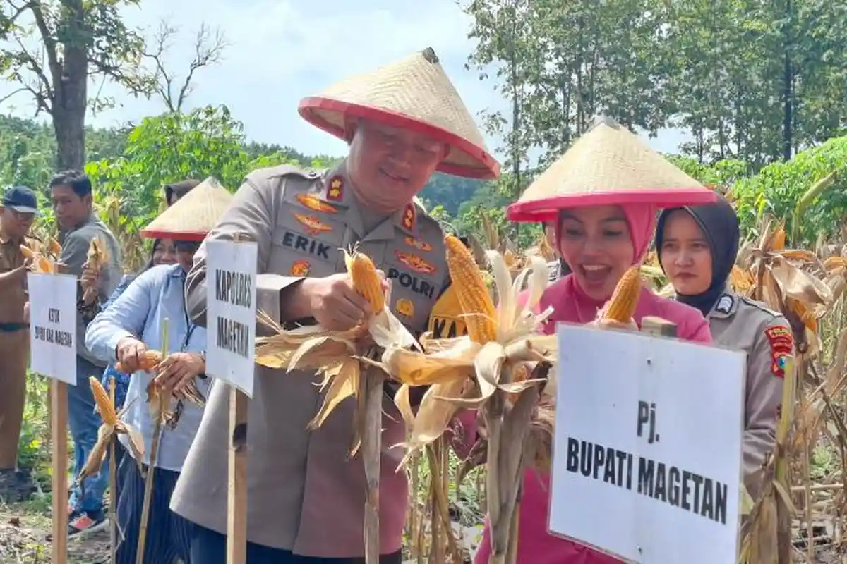 Forkopimda Magetan Panen Raya Jagung di Lahan Seluas 161 Hektar, Segini Hasilnya
