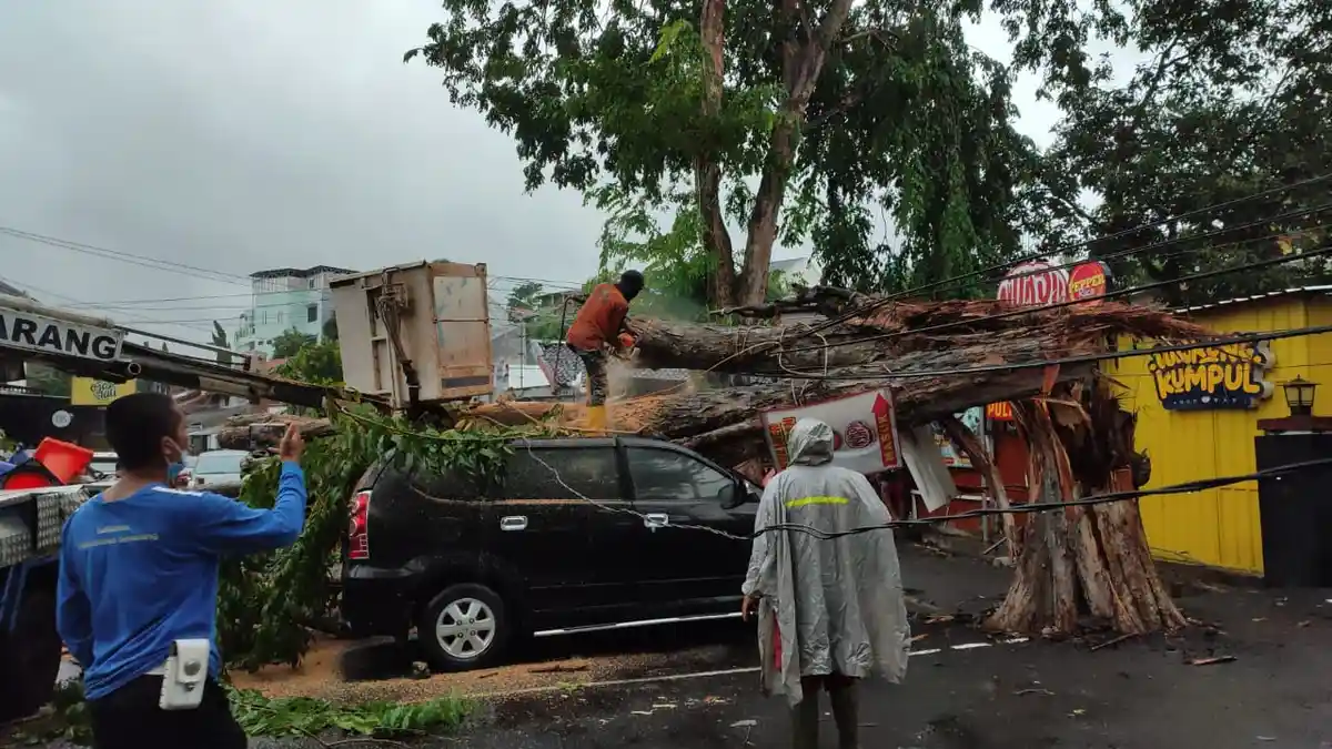 Ditinggal Makan Penyetan, Mobil Mahasiswi Semarang Ringsek Tertimpa Pohon
