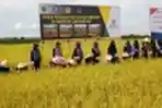 Anggota BAZNAS Hadiri Panen Raya Padi Organik
