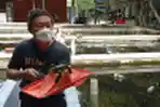 Budi Daya Lobster di BFC Mini Farm