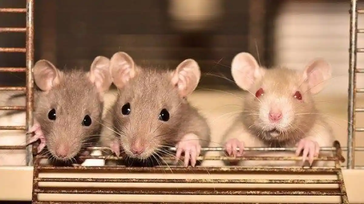 Berhati-hatilah, Ini 14 Arti Mimpi Tikus, Menandakan Pengkhianatan