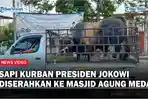 Sapi-Kurban-Presiden-Jokowi-Diserahkan-ke-Masjid-Agung-Medan-Akan-Dibagikan-ke-400-Warga.jpg