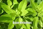 daun-beluntas_20180906_102640.jpg
