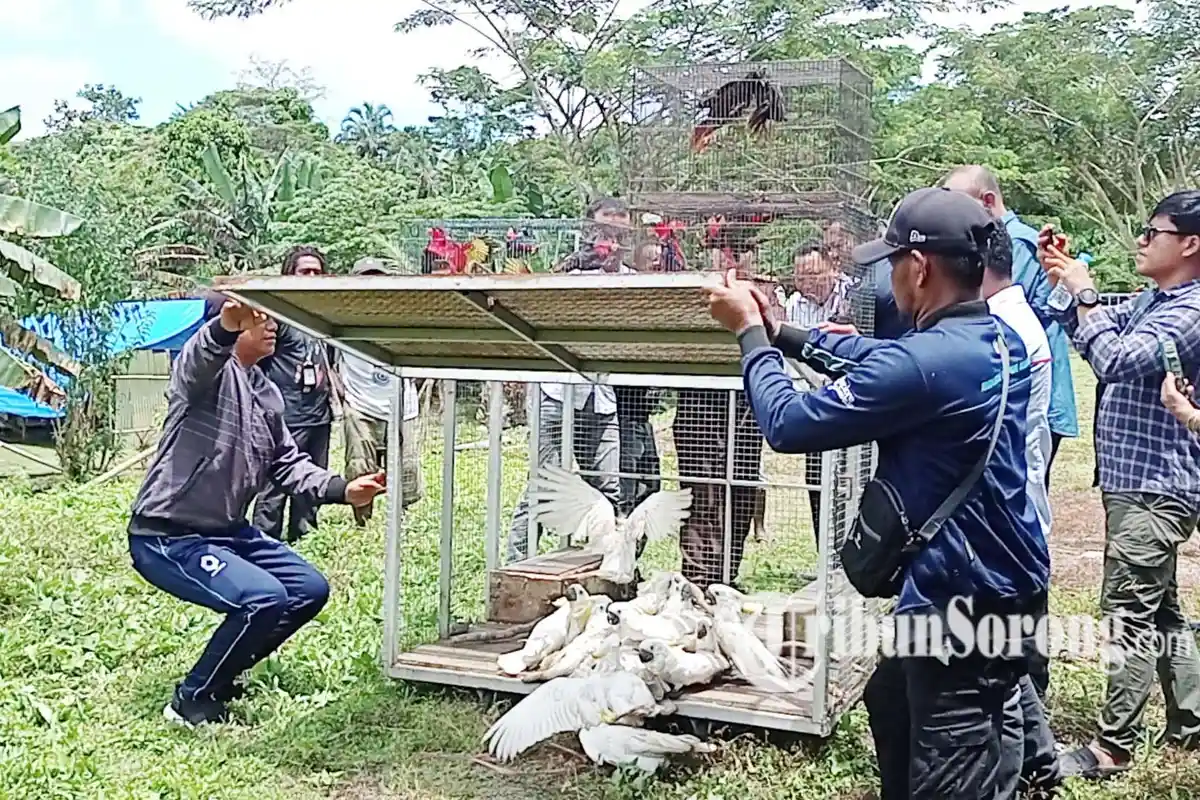 BBKSDA Lepas 30 Burung Endemik Papua di Malasigi Sorong, Dukung 5 Spot Wisata