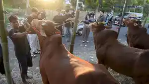 Penjualan-Sapi-Madura_20260512_073620.jpg