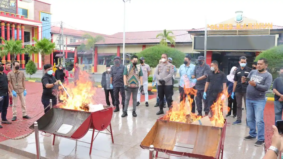Polres Karimun Bakar 30 Kg Lebih Ganja Kering Barang Bukti Kasus Narkoba