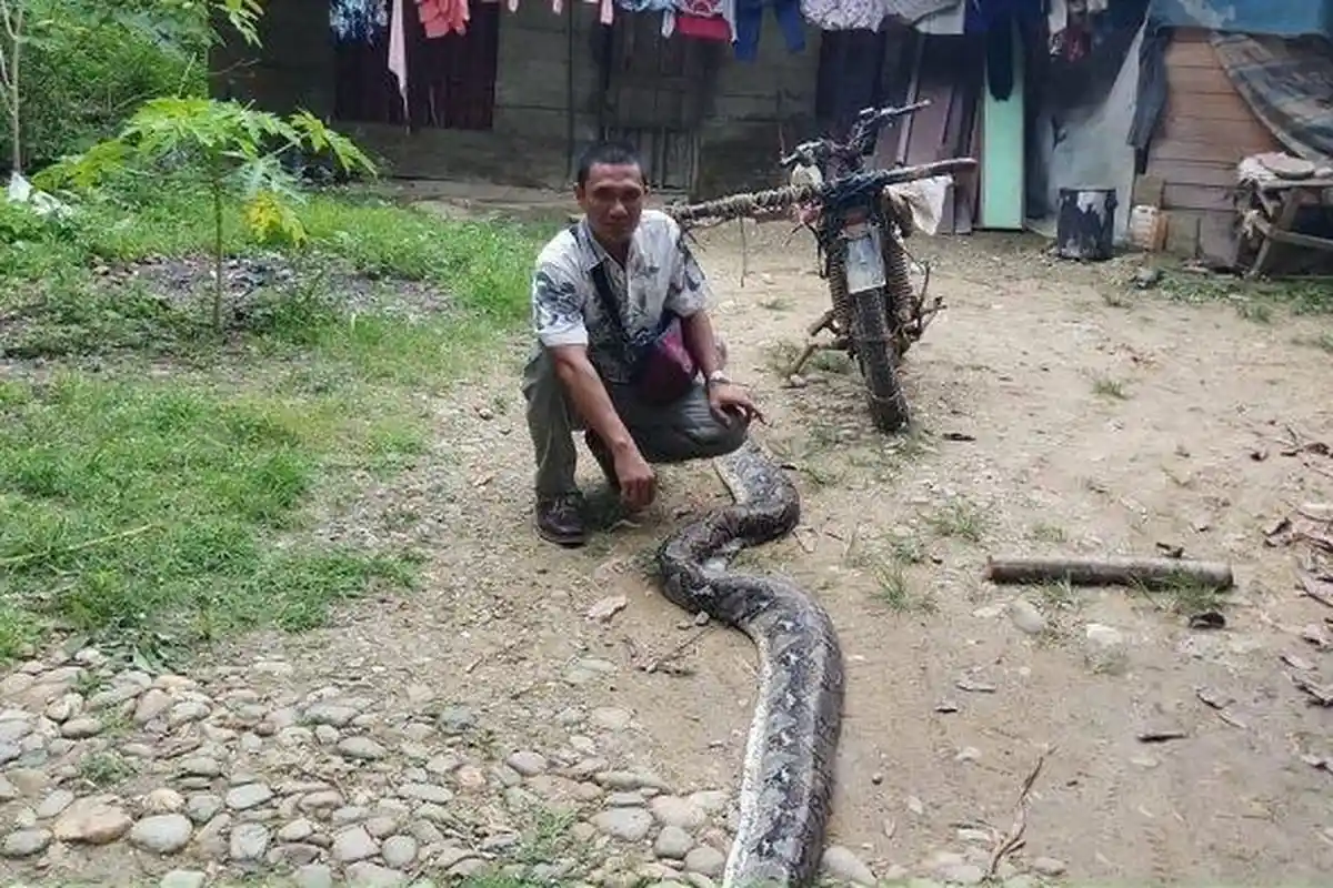 Ular Piton Raksasa Mati Terpanggang Saat Erami 20 Telurnya, Kondisinya Memprihatinkan Saat Ditemukan