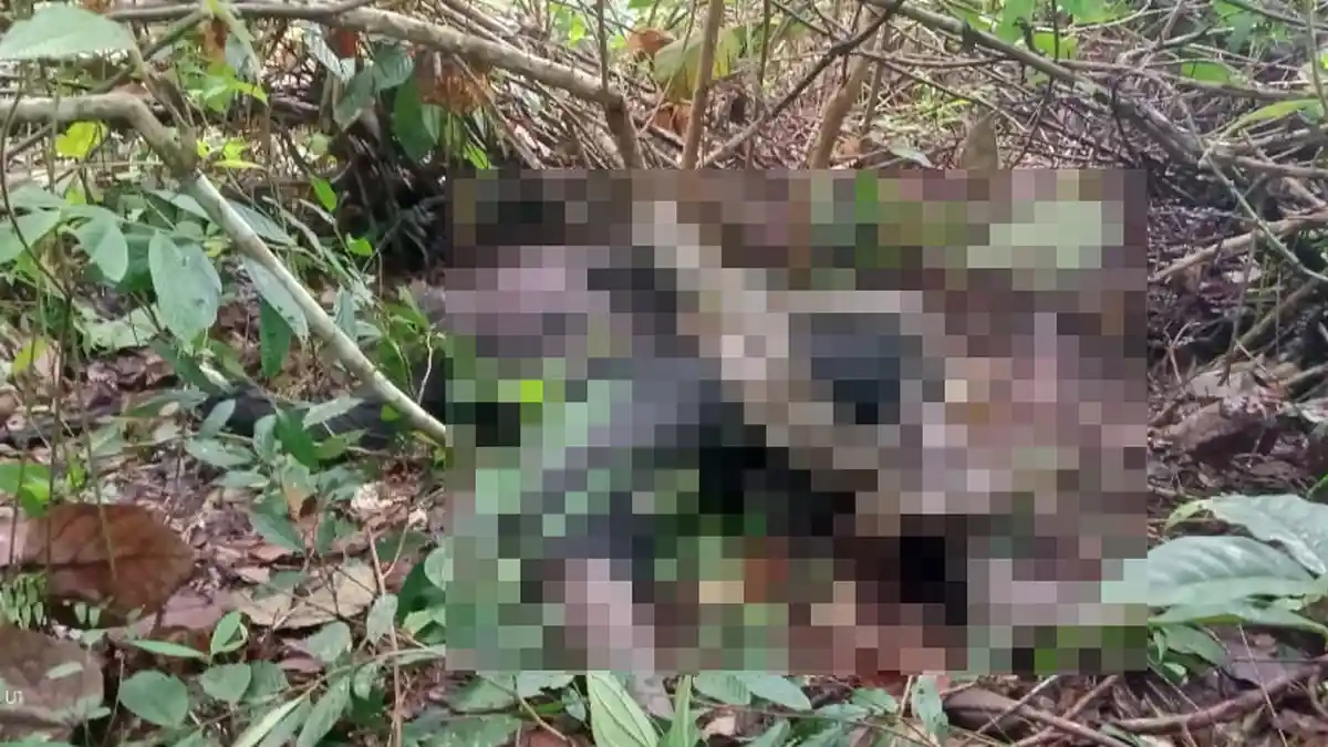 Geger, Hanya 4 Jam Pria di Cianjur Tewas Setelah Dipatuk Ular, Tahu Digigit Tapi Anggap Remeh