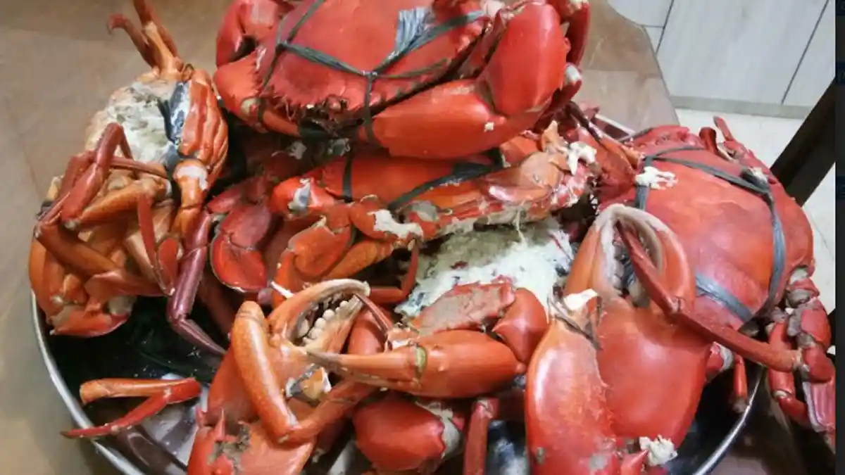 Kepiting Jumbo Hasil Kekayaan Alam Aceh Singkil Disajikan Menyambut Tamu Terhormat