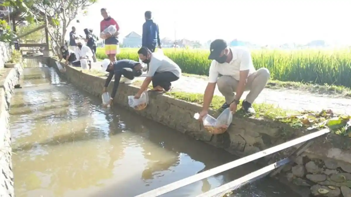 Komunitas Lungatad Berseri Selamatkan Irigasi Subak di Peguyangan,dan Dijadikan Tempat Budidaya Ikan