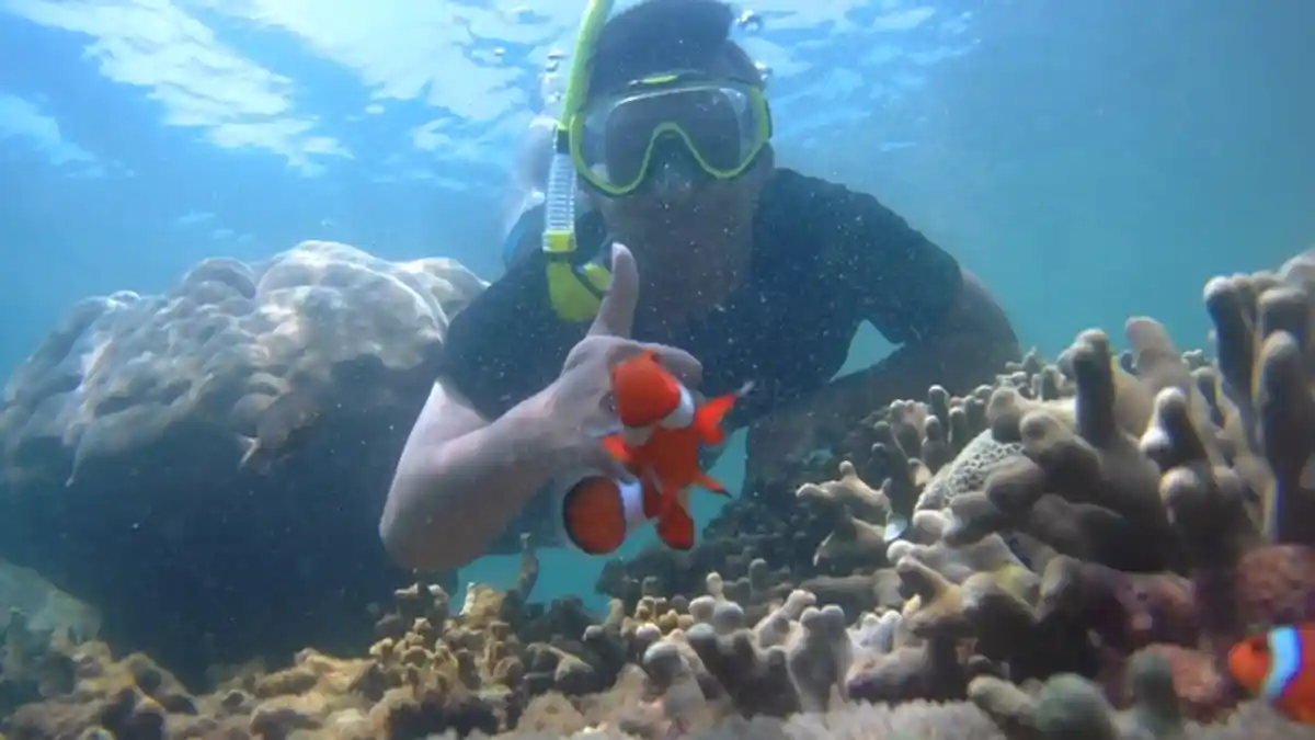 Snorkeling Sambil Berburu Nemo di Pantai Minang Rua