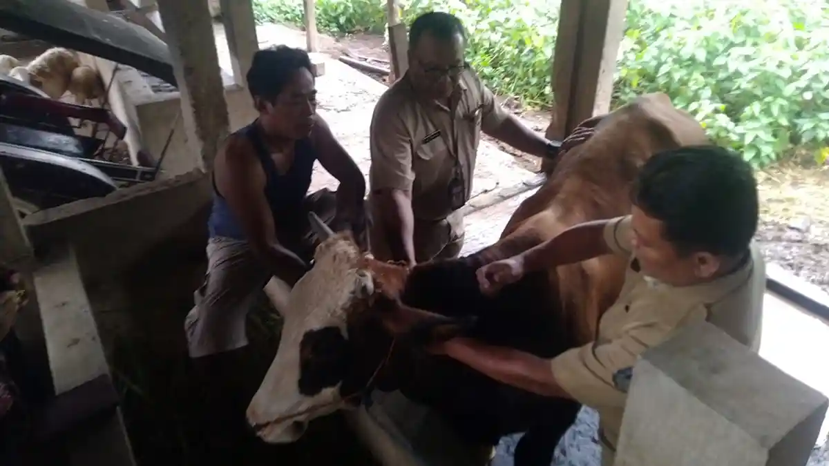 Kasus PMK Masih Ada di Kudus, Tahun Ini Target Bisa Suntik Vaksin 8.000 Dosis