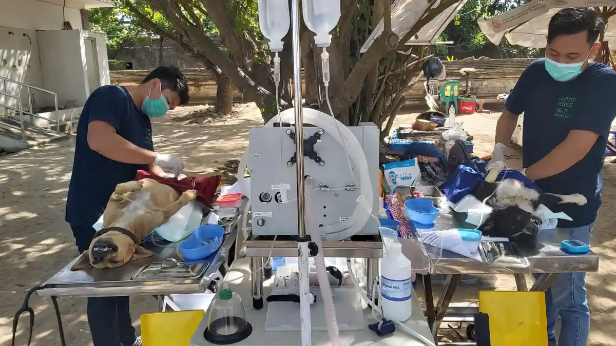 Apa yang Dilakukan pada Anjing Lokal di Pantai Kuta Ini? Citadines Kuta Beach Bali Peduli