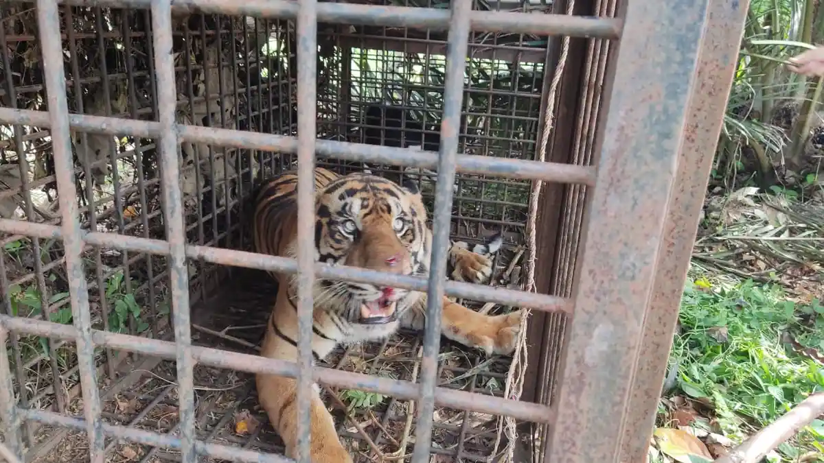 Harimau Sumatera Ganas Masuk Jebakan di Merangin, Sudah Mangsa Belasan Ternak