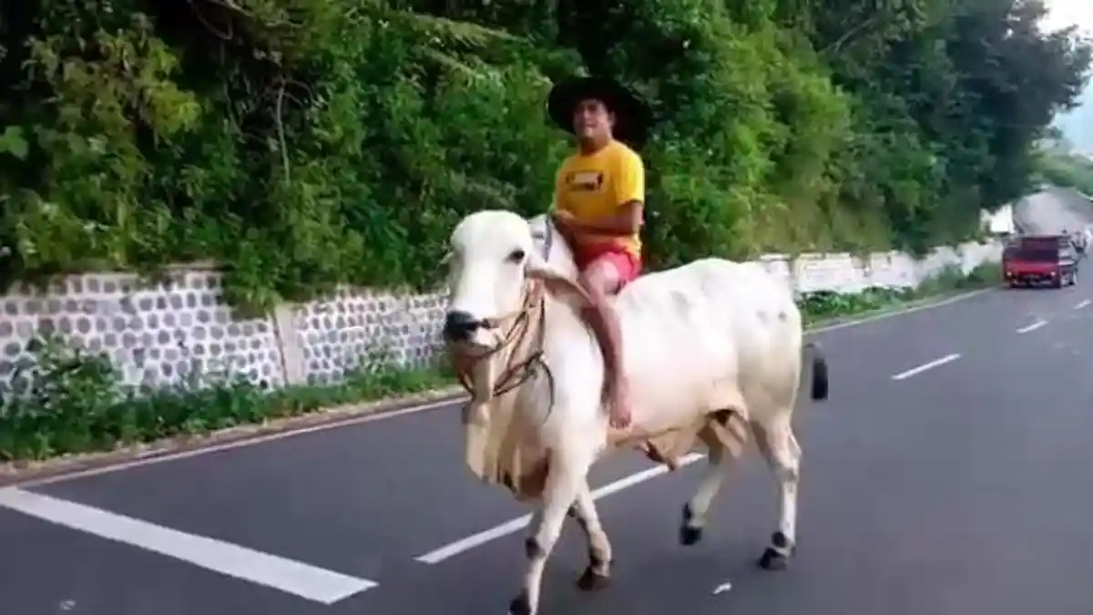 Viral Pria Asal Magetan Naik Sapi ke Minimarket, Ternyata Inilah Sosok dan Tujuan di Baliknya