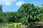 Petani di Toba Bernafas Lega, Hujan Datang Setelah Alami Musim Kemarau Panjang