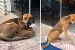 Anjing Ini Menolak Pergi dari Rumah Sakit, Ternyata Ada Alasan Sedih Dibaliknya