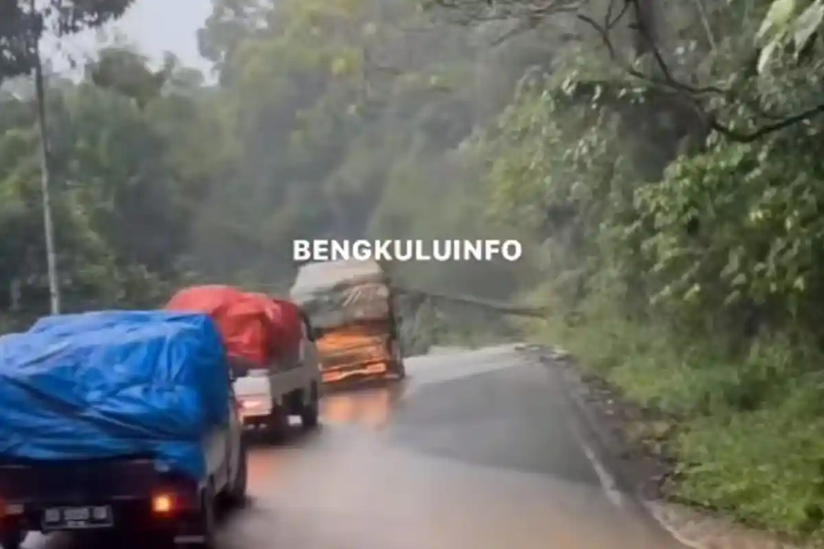 BREAKING NEWS: Pohon Tumbang di Jalan Liku 9 Bengkulu, Akses Lalu Lintas Tersendat