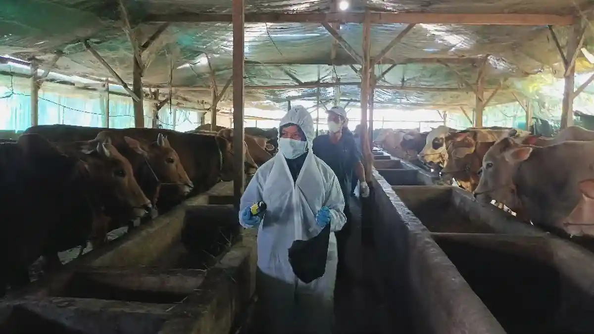 Waspada! Wabah PMK Kembali Menyebar di Blora, Ratusan Ternak Sapi Terpapar, Ada yang Sampai Mati 