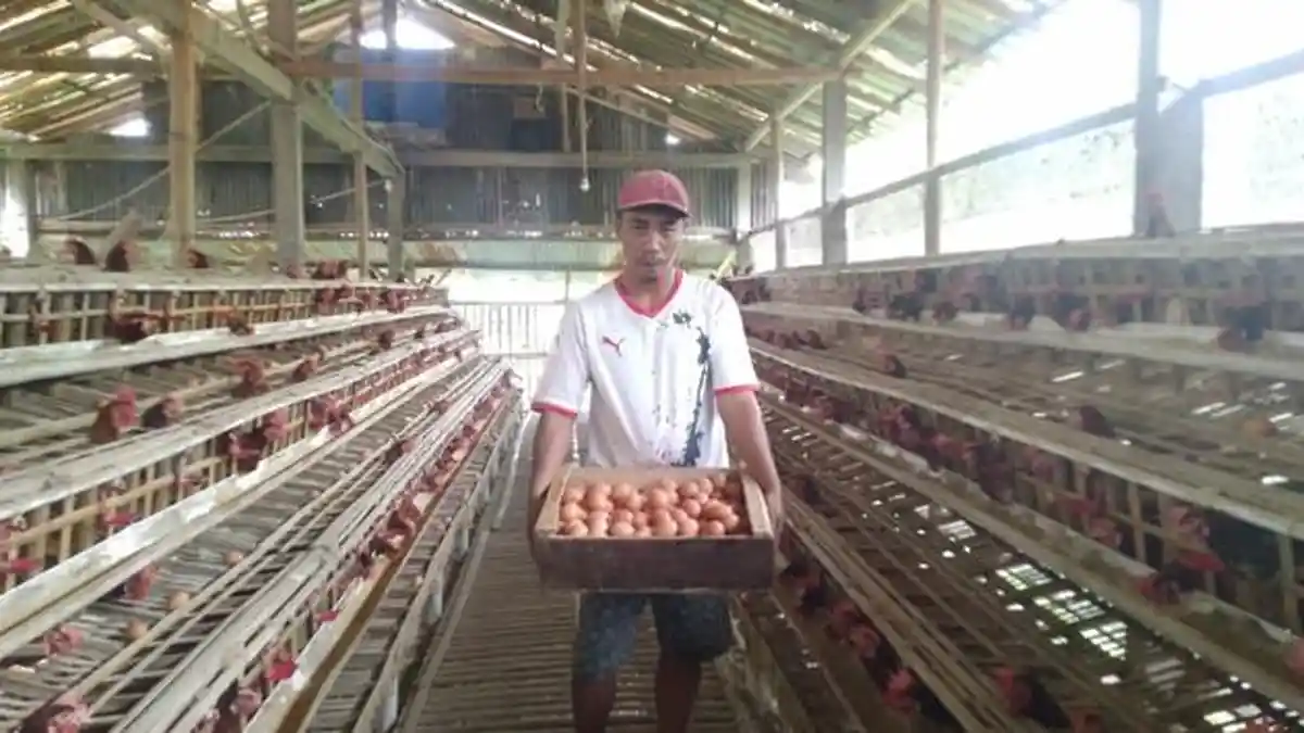 Harga Telur Ayam di Kabupaten Kudus Tembus Rp 30 Ribu per Kilogram