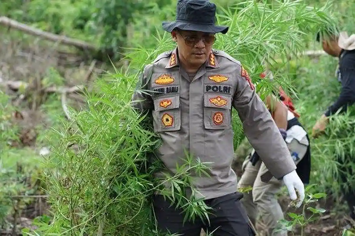 Polisi Ungkap Kasus Perdagangan Ganja, Pengedar dan Bandar Ditangkap