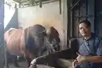 Sapi-kurban-prabowo-di-OKU-Timur.jpg