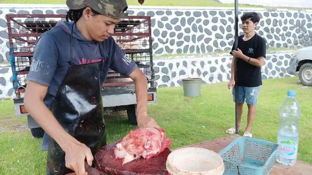 Harga Daging Ayam Ras di Mamuju Belum Melonjak 2 Pekan Jelang Idul Adha