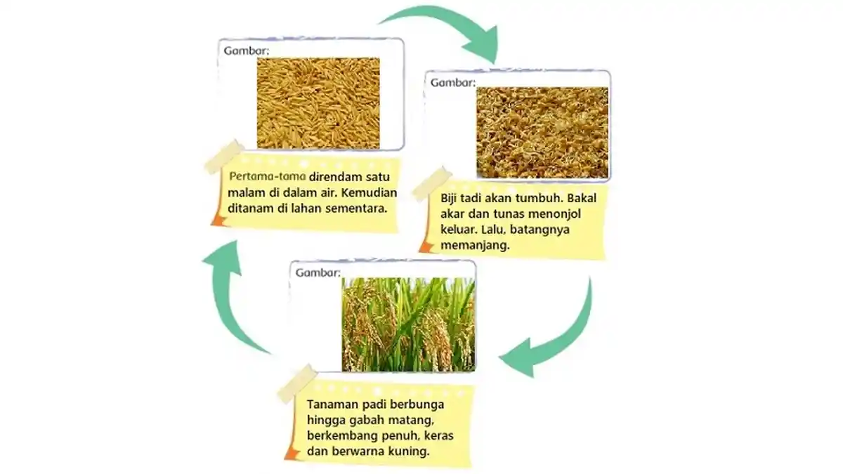 Isilah Diagram Berdasarkan Bacaan Daur Hidup Tanaman Padi, Kunci Jawaban Tema 3 Kelas 4 Halaman 3