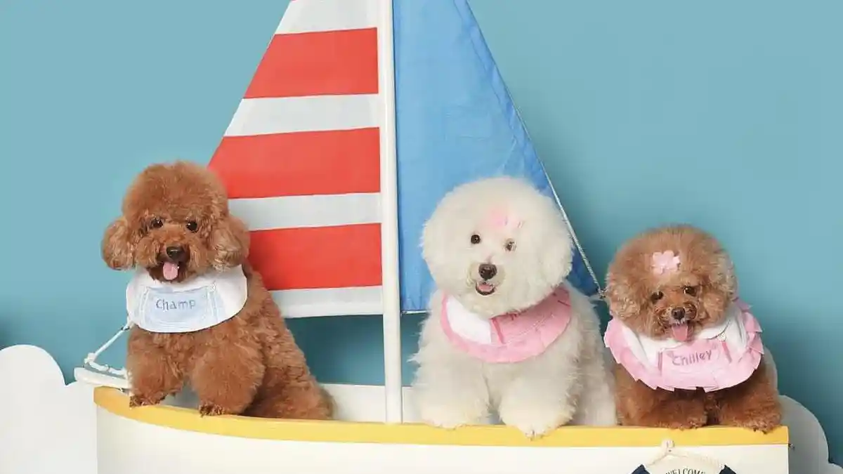 Playdate Gathering, Momen Seru Ketika Anjing Pudel dan Bichon Dandan Menggemaskan