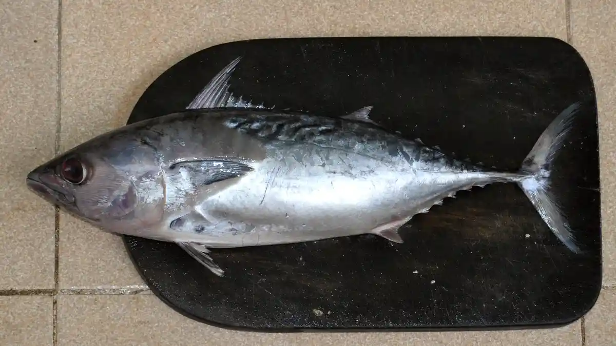 Ikan Tongkol Bisa Akibatkan Keracunan Jika Tidak Disimpan di Tempat Ini
