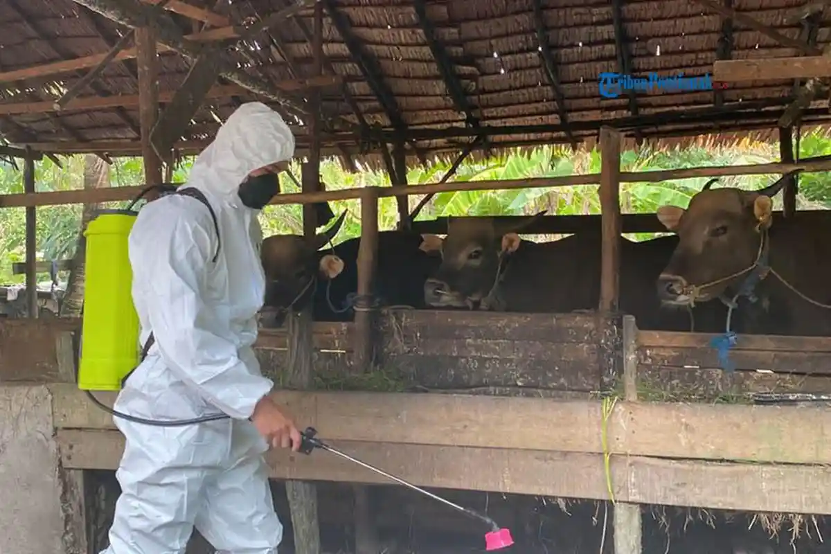 Satgas Ops Aman Nusa II Polda Kalbar Kembali Semprotkan Disinfektan di Kandang Ternak Warga