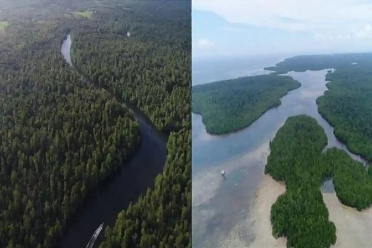 Jajal Panorama Hutan Mangrove Buton Utara Dihuni Beragam Satwa Liar, Akses Wisata Modal Rp 200 Ribu