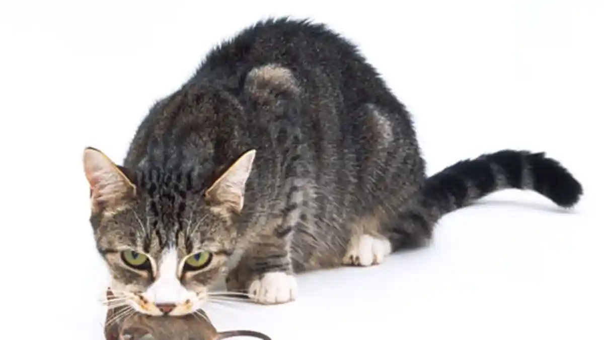 Terungkap, Ini Alasan Kucing Sering Bawa Tikus Mati ke Rumah
